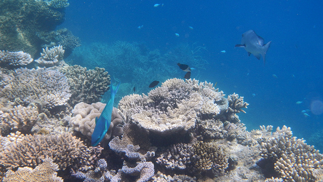 Corals in the Great Barrier Reef Struggle to Stay Alive
