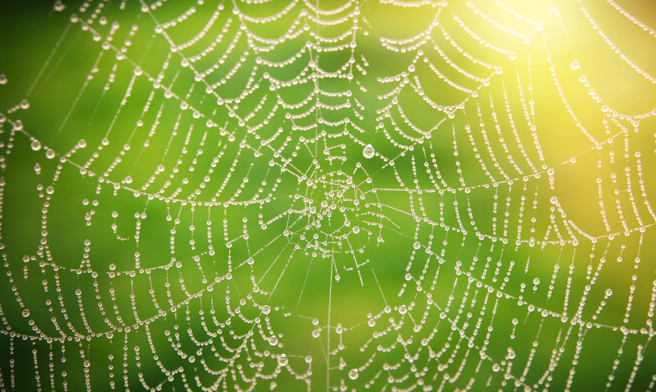 Build a Web: Interdependence Lesson