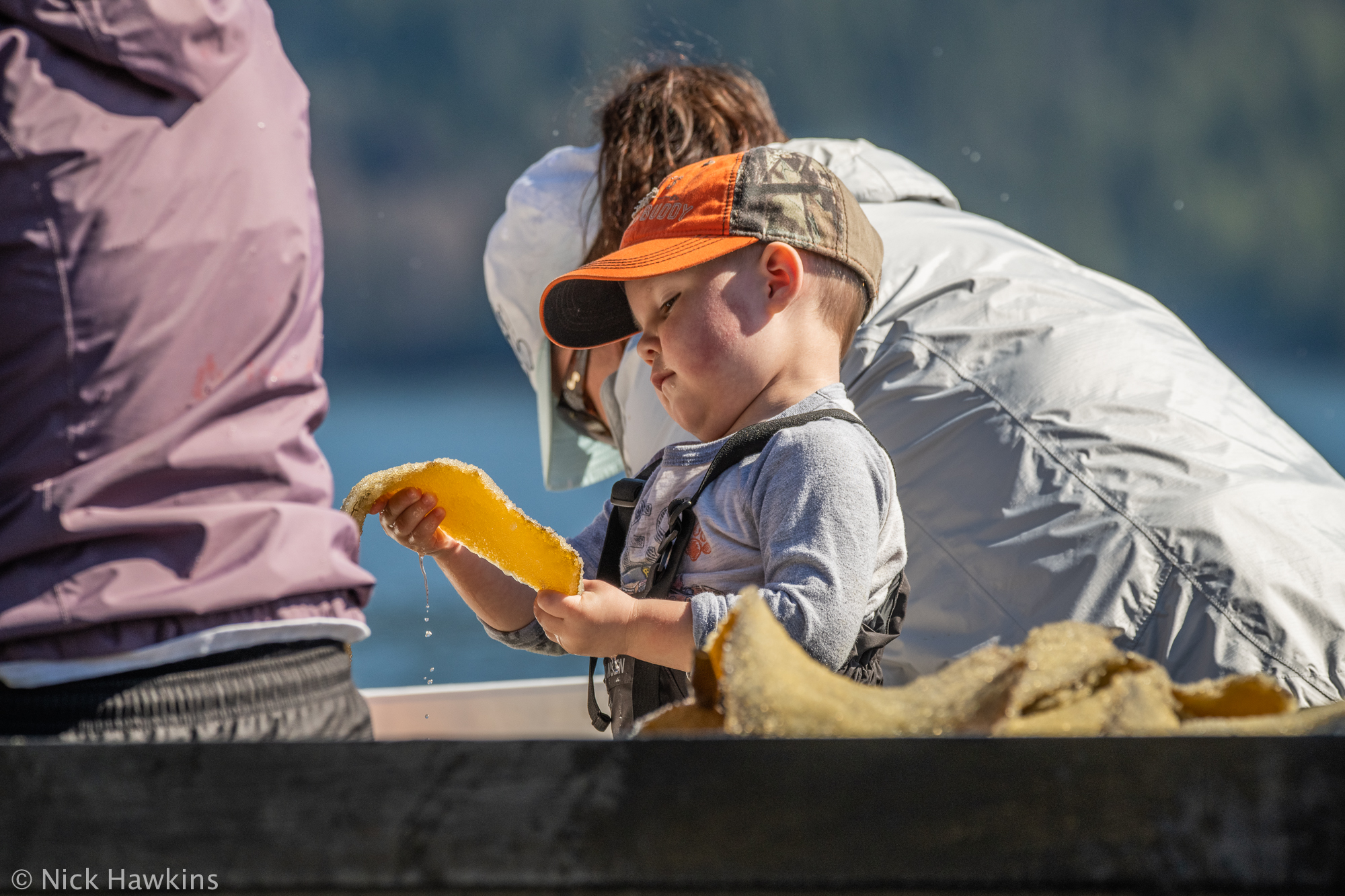 Herring data comparison activity