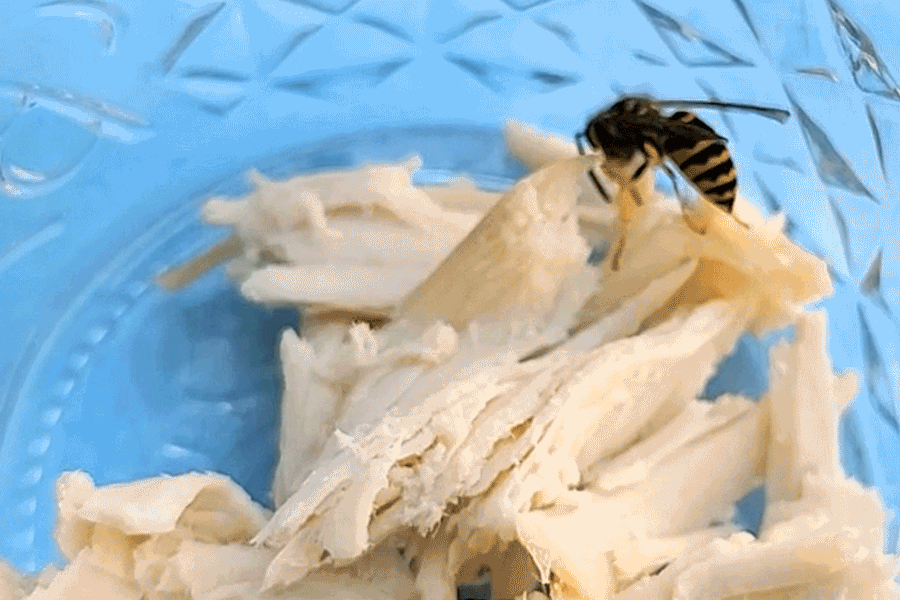 What Foods Do Wasps Love? What Foods Do Wasps Hate?