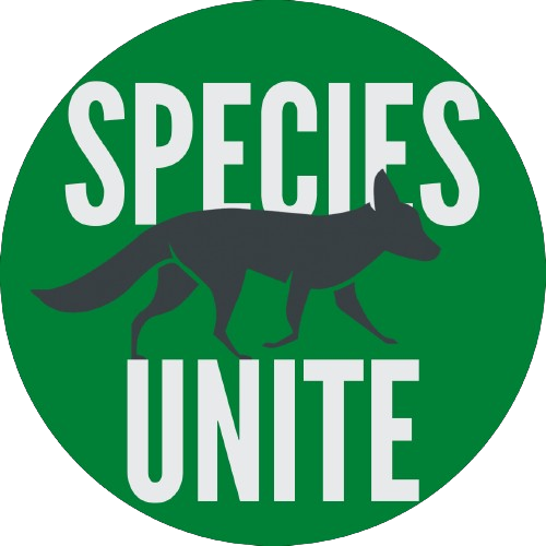 Free 6-Week Wolf Education Unit for Grades 3–5