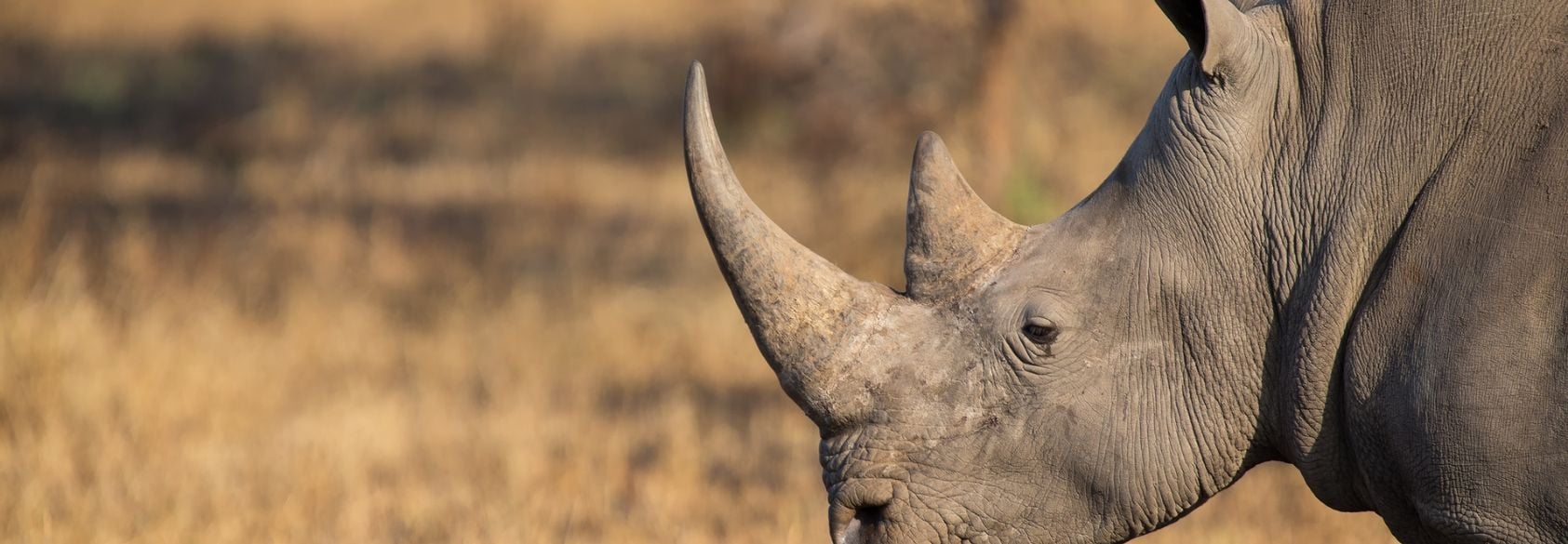 How Radioactive Rhino Horns Could Help Save the Species From Poachers