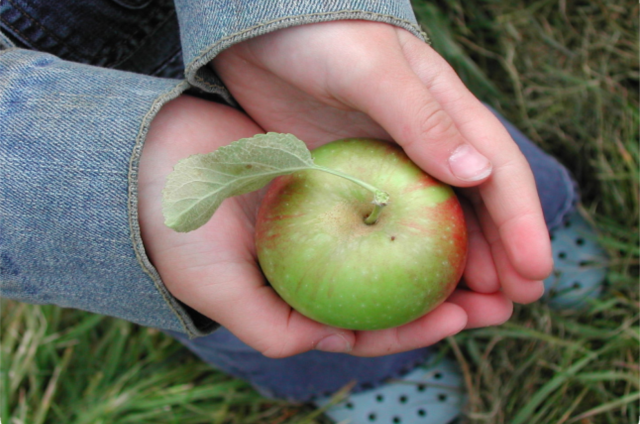 IMPROVING NUTRITION AND PROMOTING PHYSICAL ACTIVITY FACT SHEET