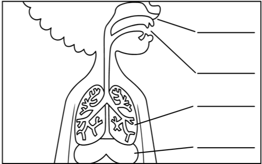 Body Systems Collection