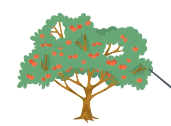 Plant Structure and Cycle Collection