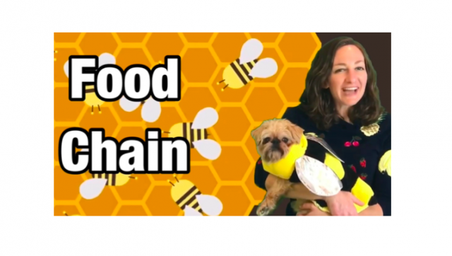 Food Chain Lesson for Kids