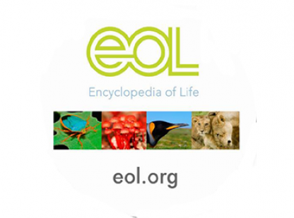 Biodiversity Skillbuilder 4: Modeling Classification (grades 2-5)