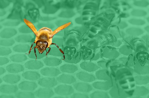 Why Are Honeycomb Cells Hexagonal?