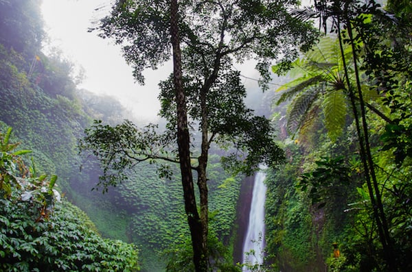 The Rainforest Symphony: Using Science and Acoustic Technology to Investigate Biodiversity